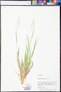 Panicum laxiflorum image