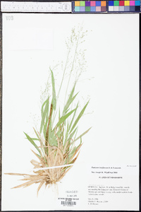 Panicum laxiflorum image