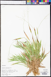 Panicum laxiflorum image