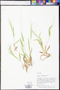 Panicum laxiflorum image