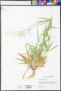 Panicum laxiflorum image