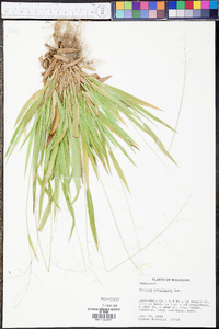 Panicum laxiflorum image