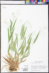 Panicum laxiflorum image