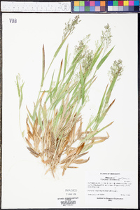 Panicum laxiflorum image