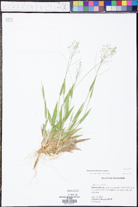 Panicum laxiflorum image