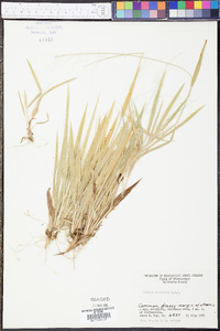 Panicum xalapense image