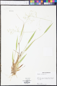 Panicum laxiflorum image