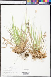 Panicum laxiflorum image