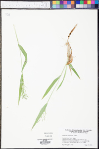 Panicum laxiflorum image