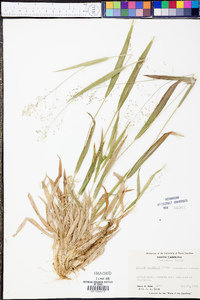 Panicum xalapense image