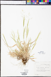 Panicum xalapense image