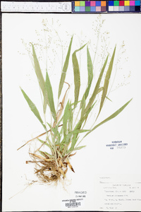 Panicum xalapense image