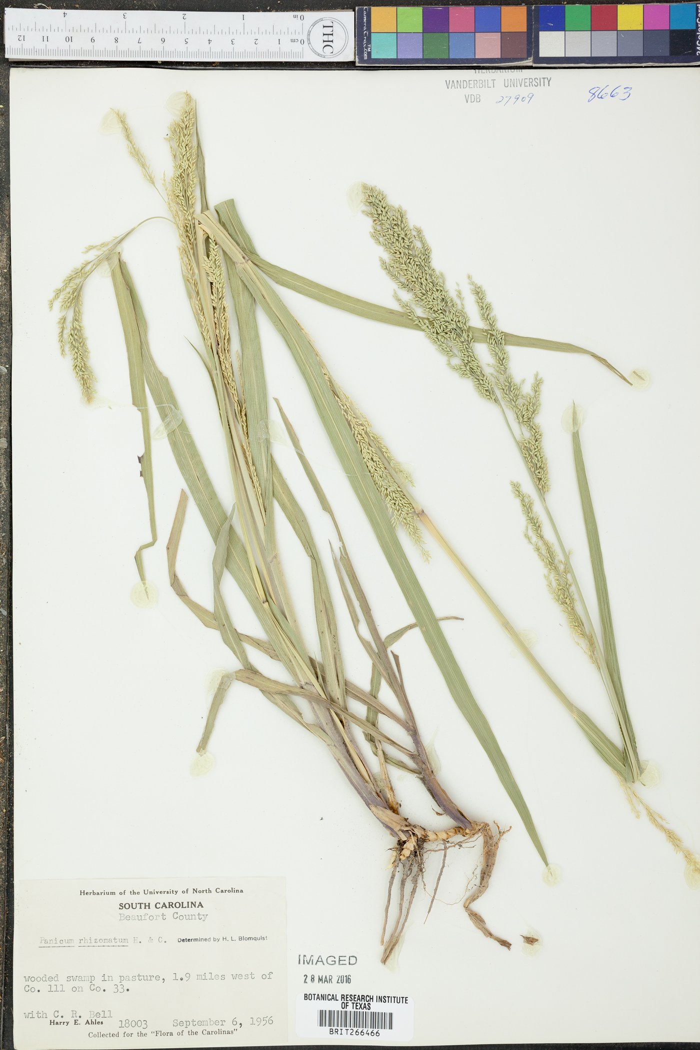 Panicum rhizomatum image