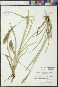 Panicum rhizomatum image