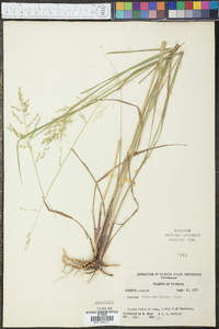 Panicum rhizomatum image