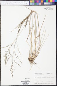 Coleataenia longifolia image