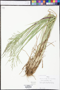 Coleataenia longifolia image