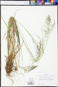 Coleataenia longifolia image