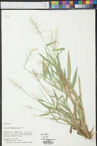 Panicum sphaerocarpon image