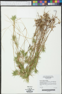 Panicum spretum image