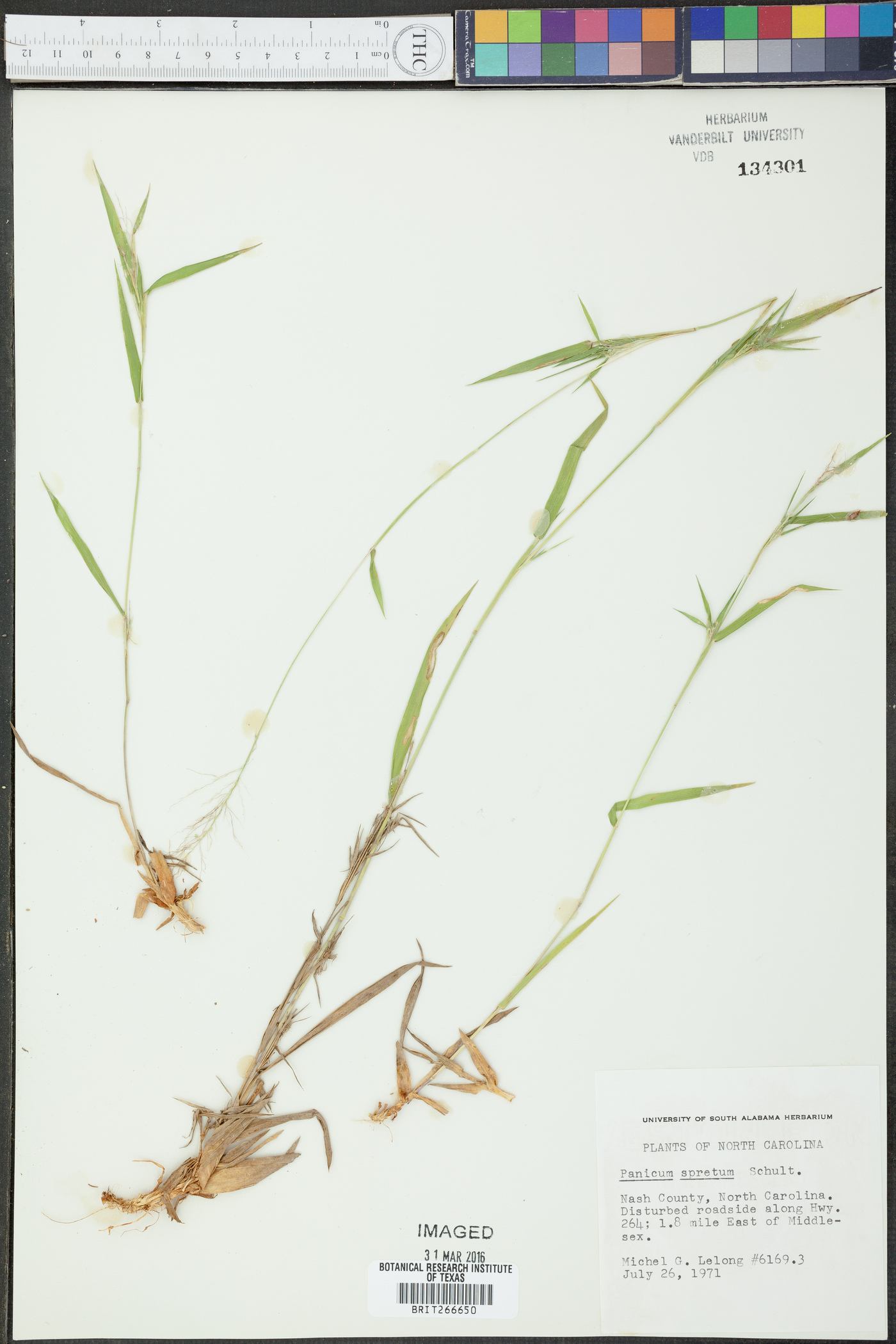 Panicum spretum image