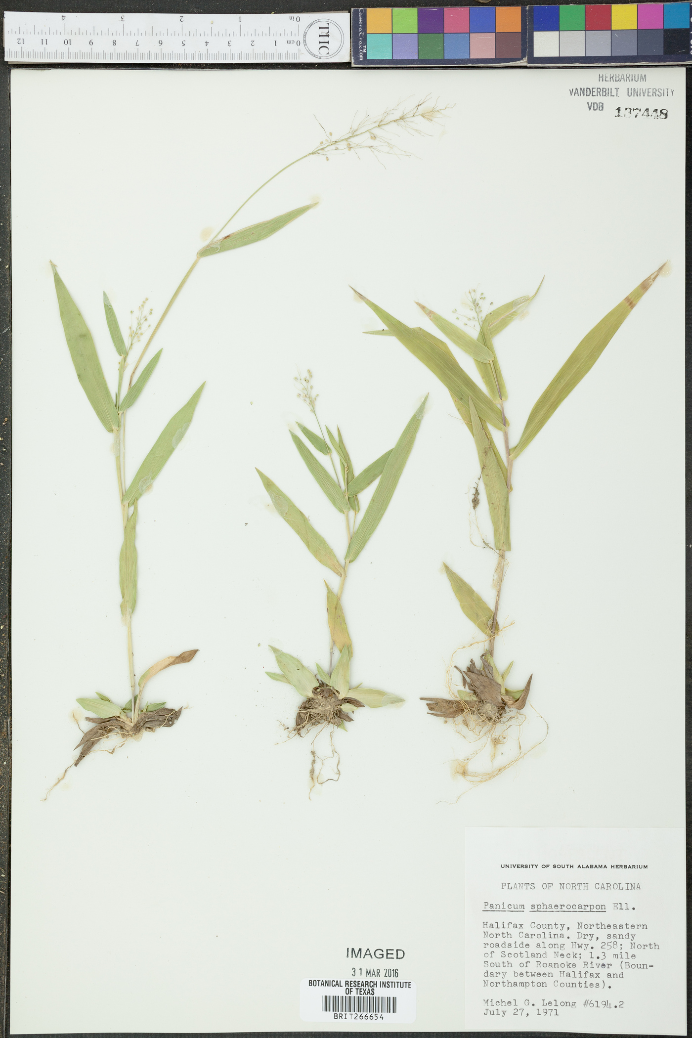 Panicum sphaerocarpon image