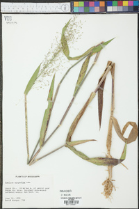 Dichanthelium scribnerianum image