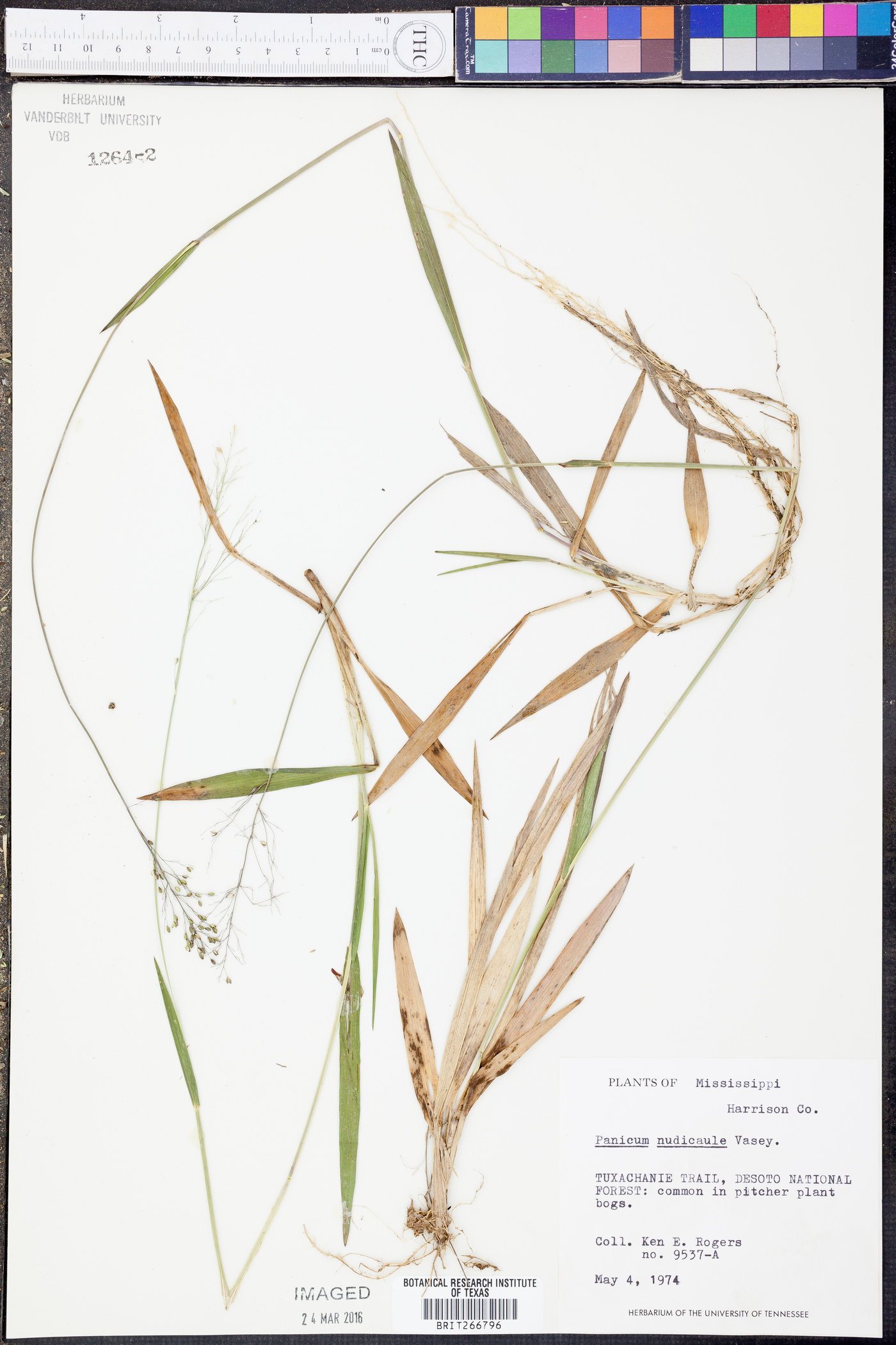 Panicum nudicaule image