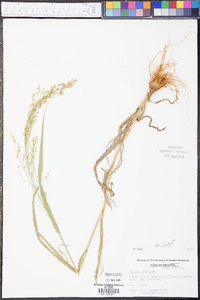 Panicum miliaceum image