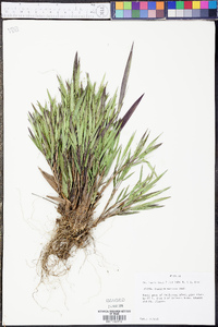 Panicum malacon image