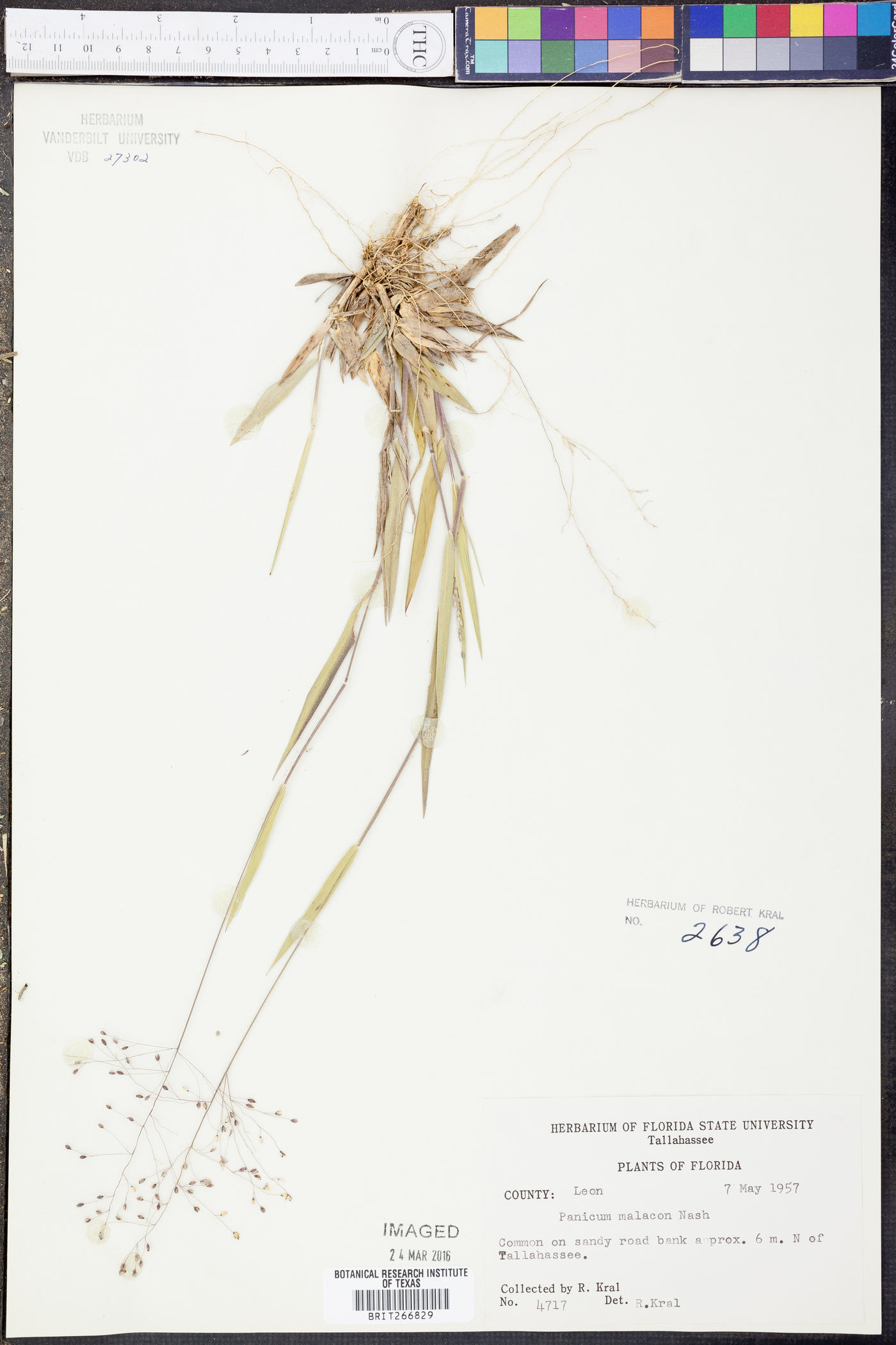 Panicum malacon image