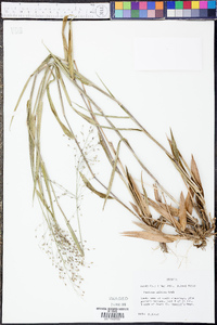 Panicum malacon image