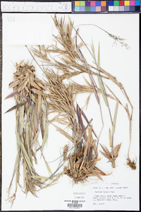 Panicum malacon image