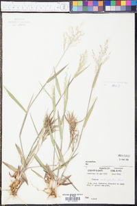 Panicum malacophyllum image