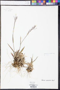 Panicum malacon image