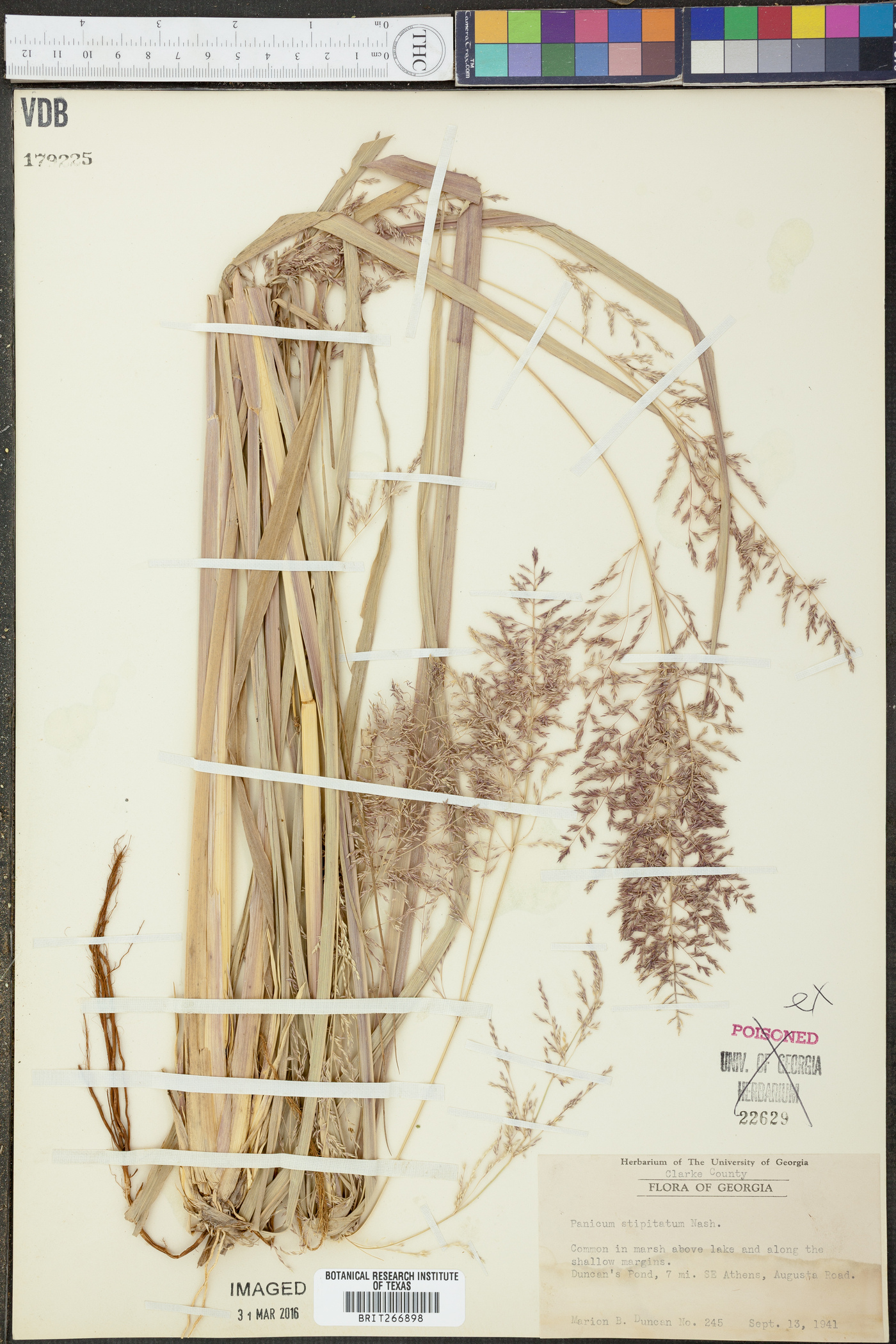 Panicum stipitatum image