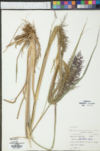 Panicum stipitatum image