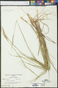 Panicum tenerum image