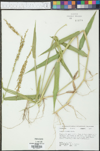 Urochloa texana image