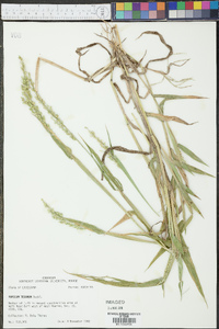 Urochloa texana image