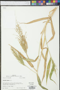 Urochloa texana image