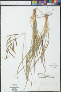 Paspalum plicatulum image