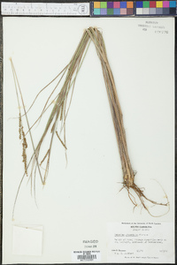 Paspalum plicatulum image