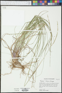 Paspalum notatum image