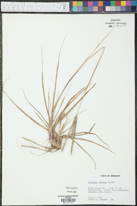 Paspalum notatum image