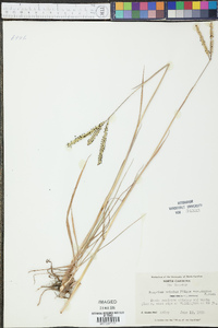 Paspalum notatum var. saurae image