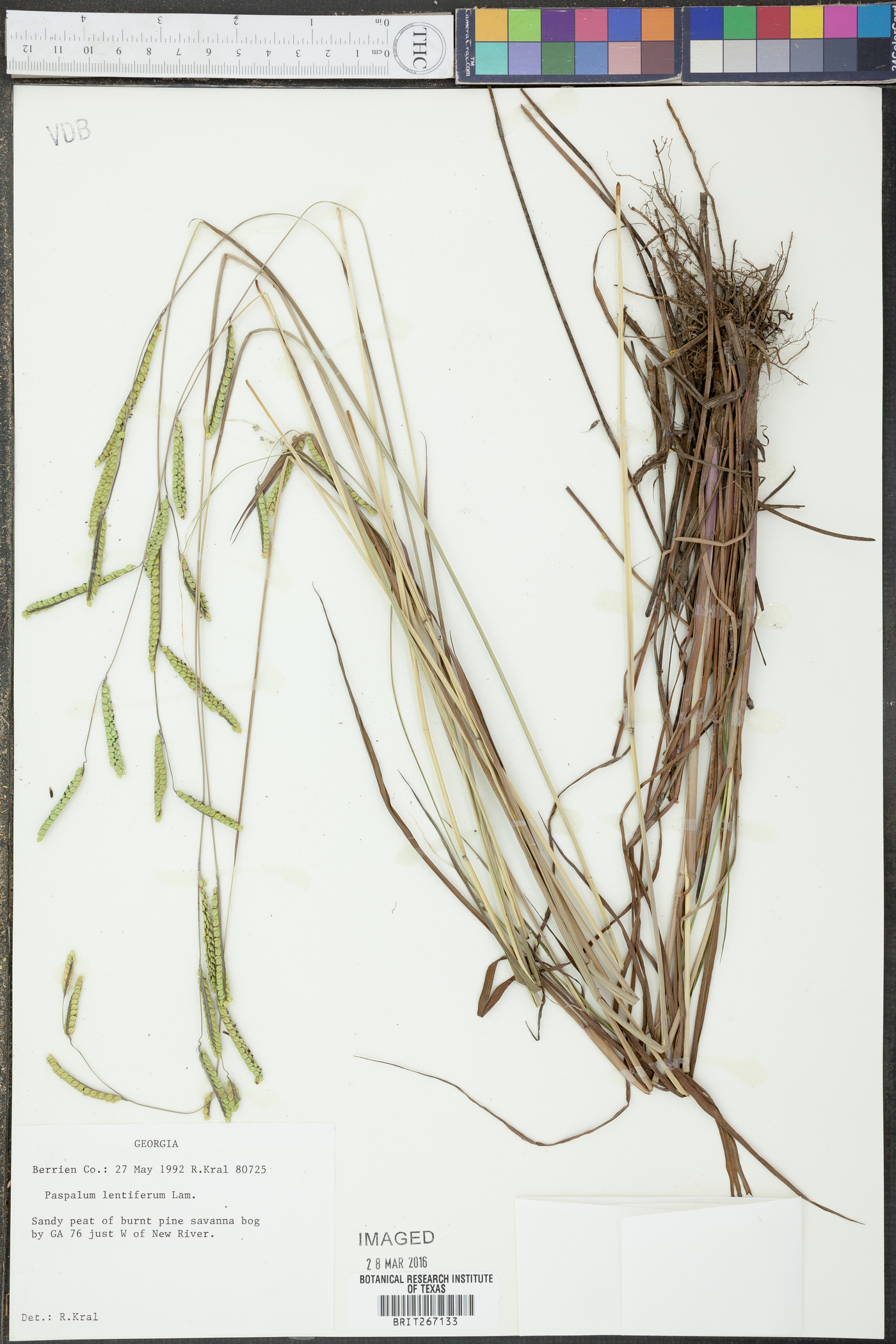 Paspalum lentiferum image