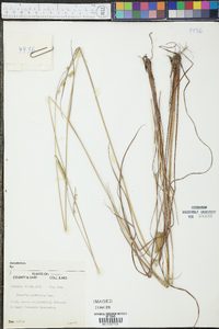 Paspalum lentiferum image