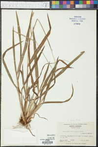 Paspalum laeve image