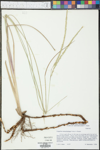 Paspalum monostachyum image